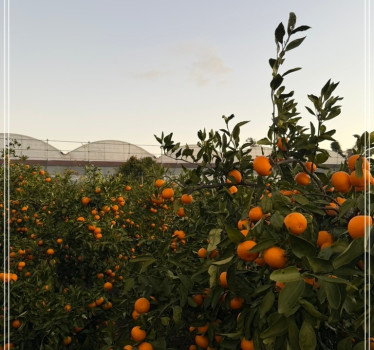 귤 사진 1.jpeg